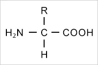 アミノ酸の構造式