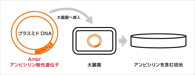 代表的抗生物質の例：アンピシリン（ampicillin）