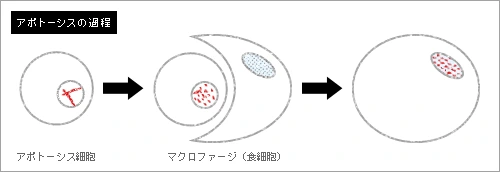 アポトーシスの過程