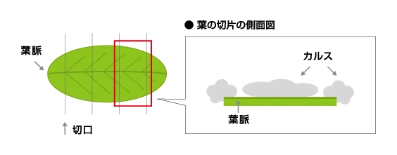 葉の切片の側面図