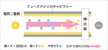 電気浸透流（EOF）