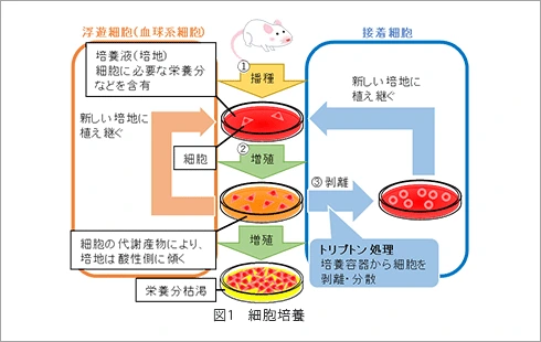 図1 細胞培養