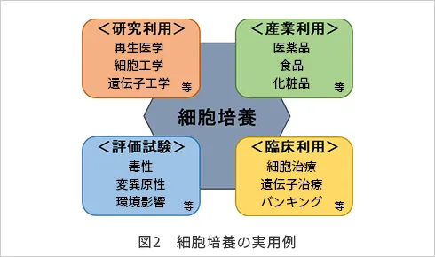 図2 細胞培養の実用例