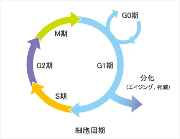 細胞周期