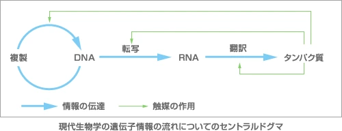 現代生物学の遺伝子情報の流れについてのセントラルドグマ