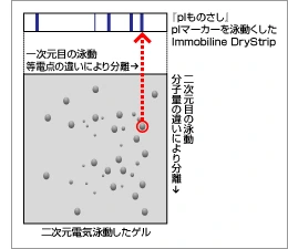 ニ次元電気泳動