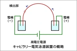 キャピラリー電気泳道装置の概略