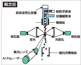 FACSの概念図