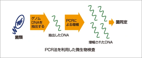 PCR法を利用した微生物検査の図