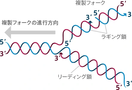 プライマーの性質