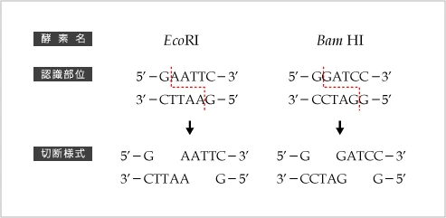 制限酵素の例