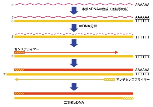 RT-PCR法の原理