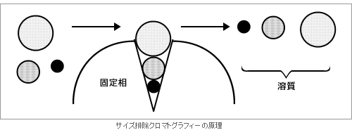 サイズ排除クロマトグラフィーの原理