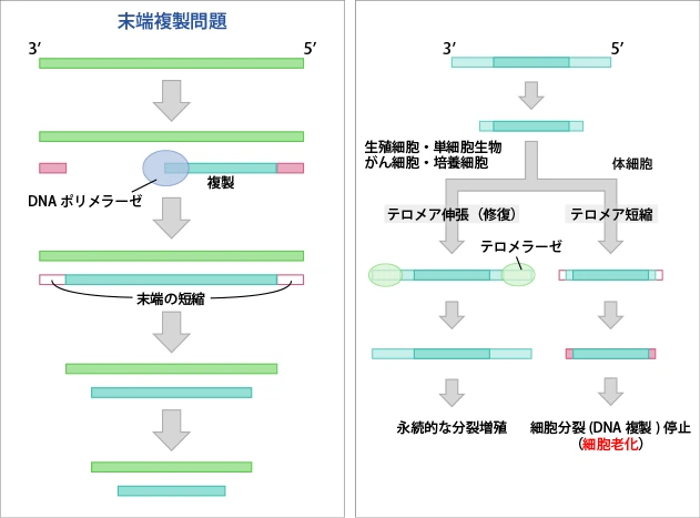 末端複製問題