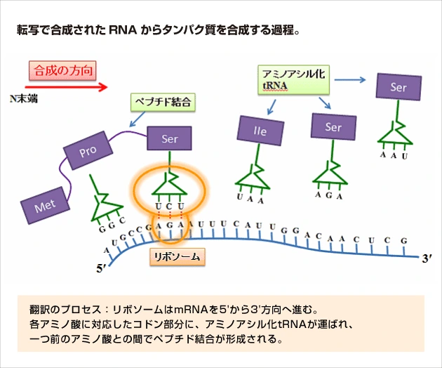 翻訳のプロセス