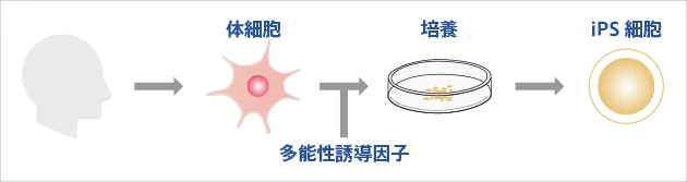 iPS細胞とは